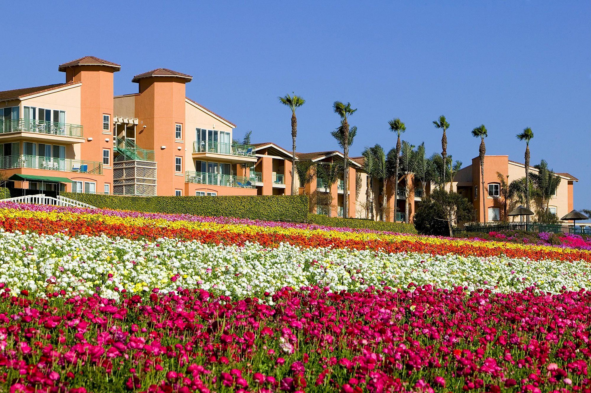 A resort with pastel-orange buildings and palm trees, set behind vibrant, blooming flower fields of pink, white, and yellow under a clear blue sky.