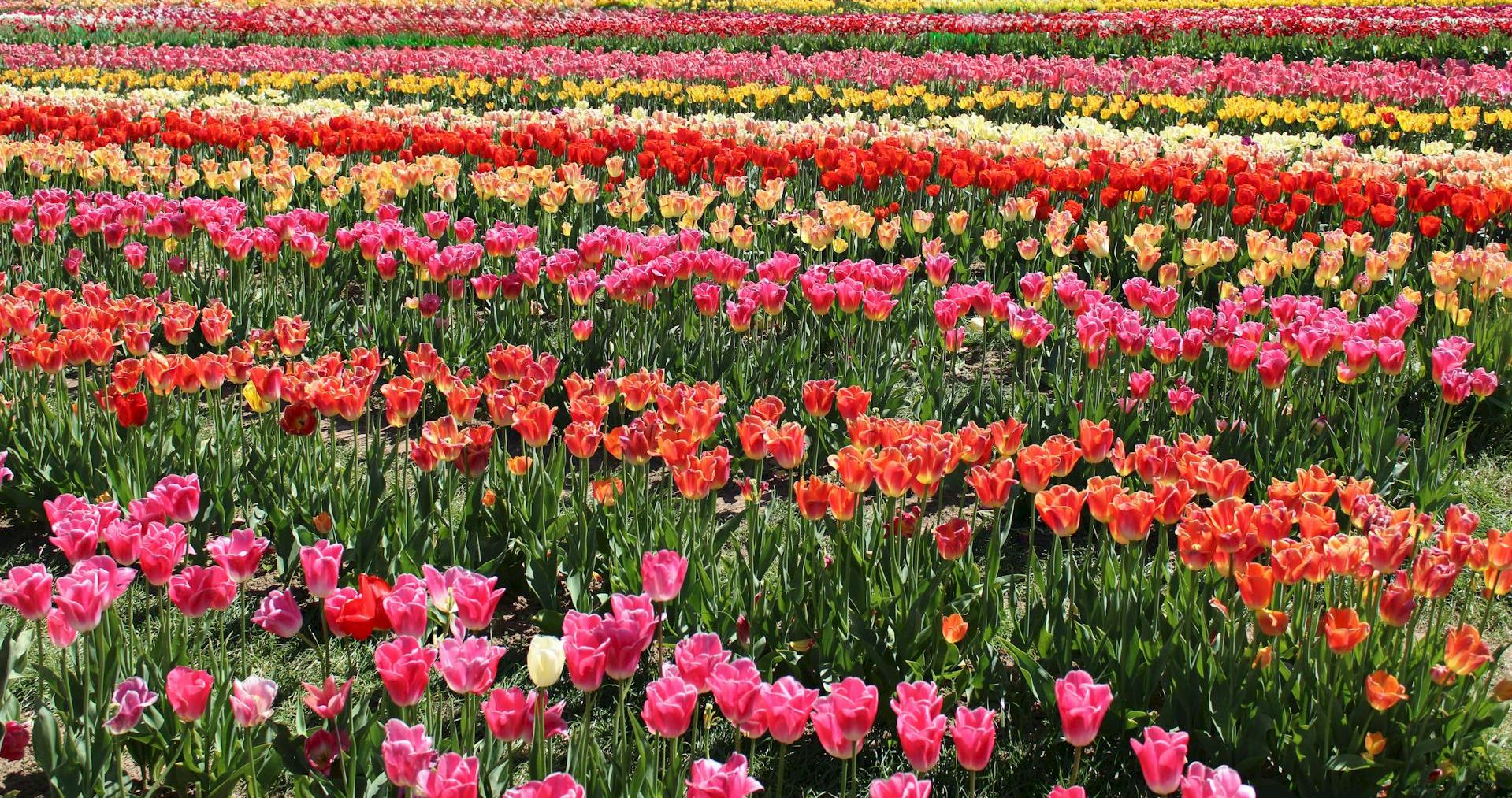A vast field of colorful tulips in neat rows, blooming in shades of pink, red, orange, yellow, and white under bright sunlight.