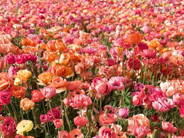 A vast field of vibrant orange, pink, and white flowers (tulips) stretches toward the horizon under a blue sky.