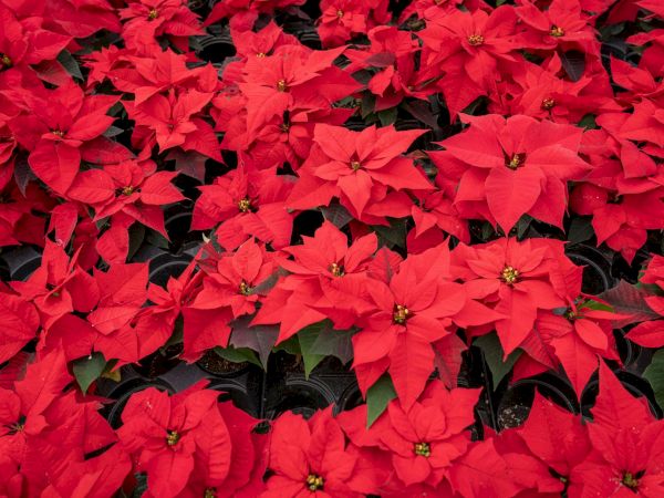 A sea of bright red poinsettia flowers, with dark green leaves peeking through, creating a festive, dense floral display.