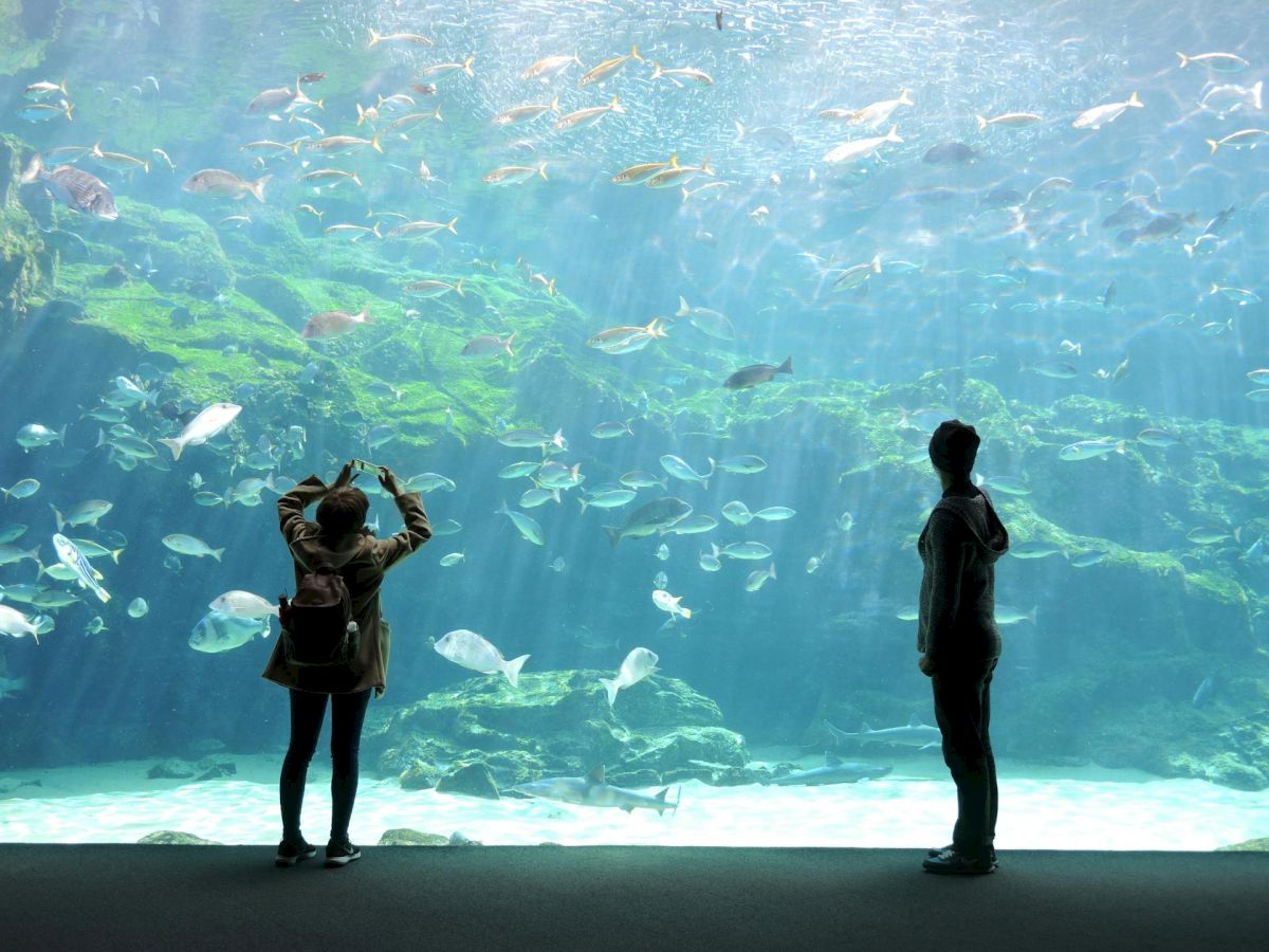 Two visitors stand inside an aquarium, silhouettes watching a massive school of fish swim by through a large blue tank.
