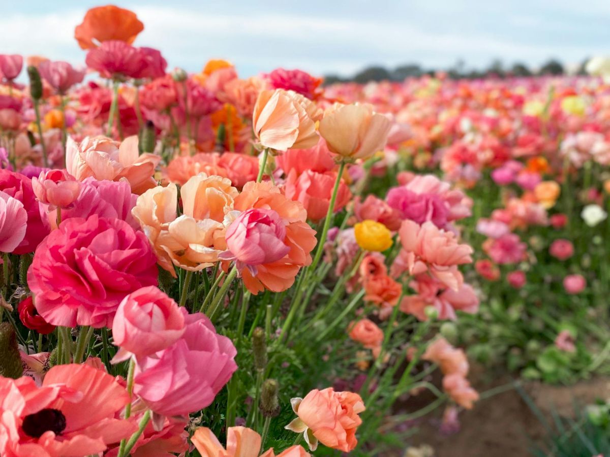 A vibrant field of blooming roses in shades of pink, peach, and coral stretches toward the horizon under a soft, cloudy sky.
